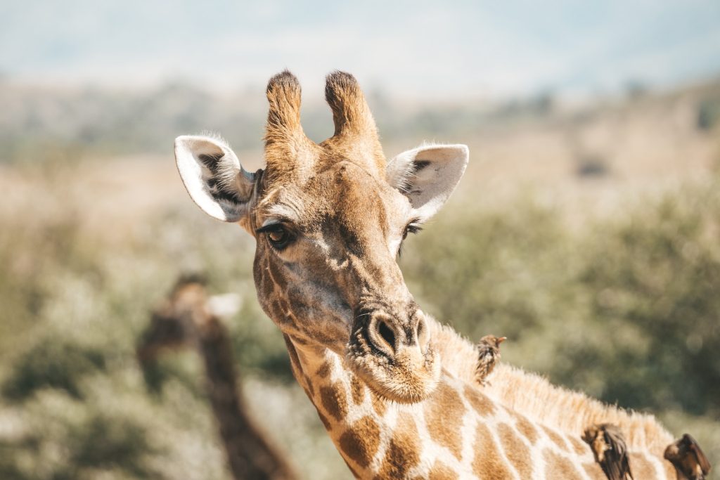 a close up of a giraffe's face with trees in the background