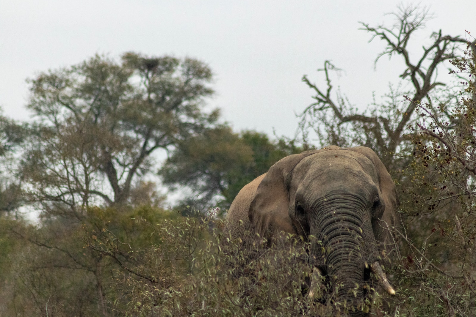 gray elephant in forest