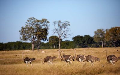 Discover Comfortable Accommodation Options in Hwange National Park Zimbabwe