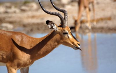 Experience Unmatched Luxury at Africa Safari Lodge in Namibia