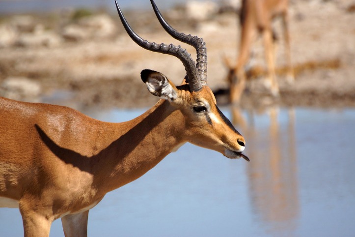 Experience Unmatched Luxury at Africa Safari Lodge in Namibia