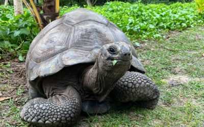 Aldabra Tortoise: The Iconic Endangered Species of Seychelles