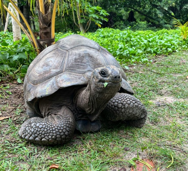 Aldabra Tortoise: The Iconic Endangered Species of Seychelles