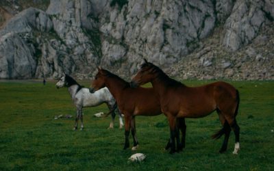 Algeria FC Secures Victory in Thrilling League Match