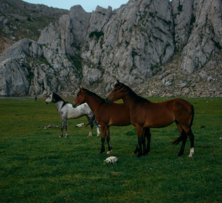 Algeria FC Secures Victory in Thrilling League Match