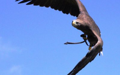 Algeria Flight Services Offer Affordable Travel Options Amid Rising Demand