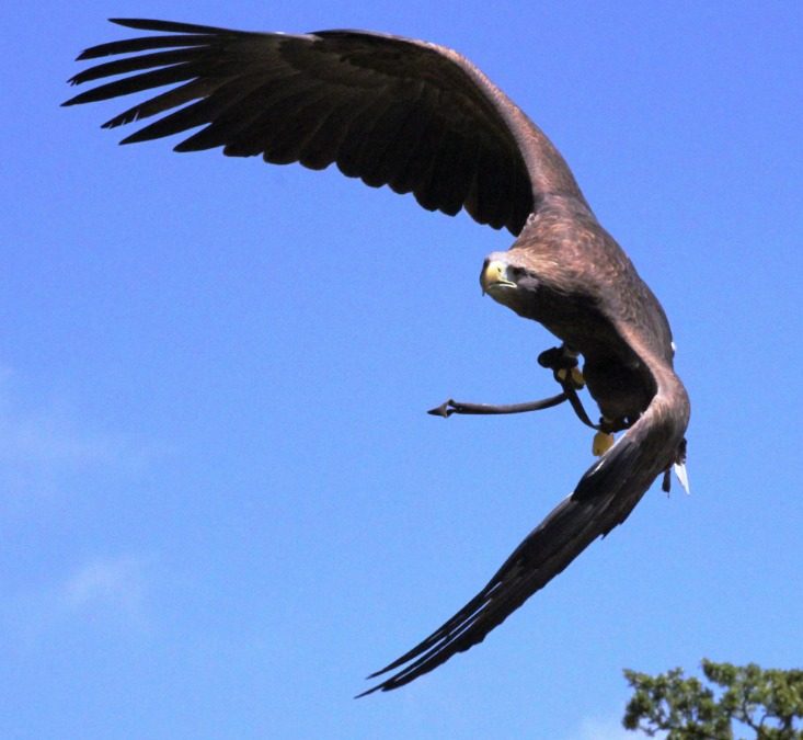 Algeria Flight Services Offer Affordable Travel Options Amid Rising Demand