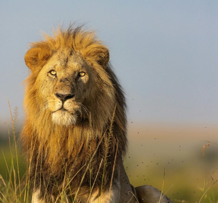 Exploring the Beauty and Luxury of Angama Kenya: A Premier Safari Destination