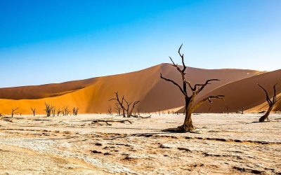 Discovering the Unique Wildlife Adaptations of Animals in Namibia’s Desert Ecosystem