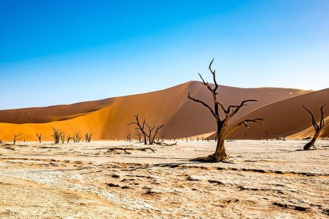 Discovering the Unique Wildlife Adaptations of Animals in Namibia's ...