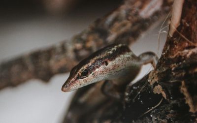 Discover the Diverse and Unique Wildlife of Animals in Seychelles