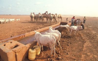 Wildlife Wonders: Exploring the Diverse Animals of Kenya