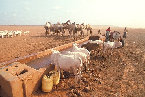 Wildlife Wonders: Exploring the Diverse Animals of Kenya