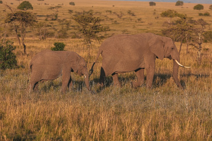 Discover the Diverse Wildlife of Kenya’s Animals