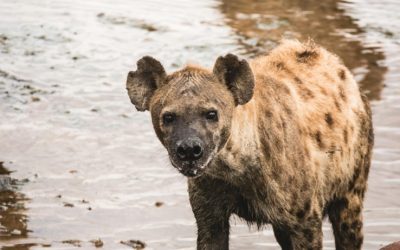Discover the Majestic Animals of Tanzania’s Serengeti National Park