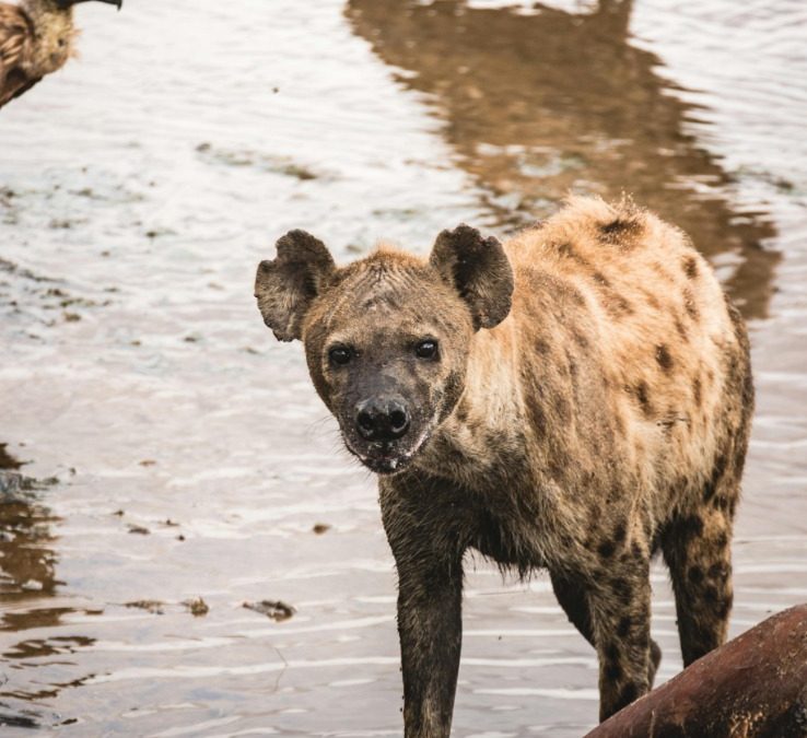Discover the Majestic Animals of Tanzania’s Serengeti National Park