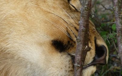 Discover the Wonders of Antelope Park: Zimbabwe’s Premier Wildlife Sanctuary