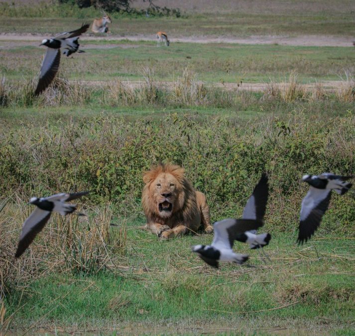 Exploring the Vibrant Culture and Attractions of Arusha Town, Tanzania