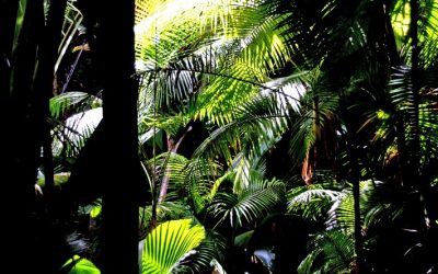 Discover the Top Hotel in Seychelles for an Unforgettable Vacation
