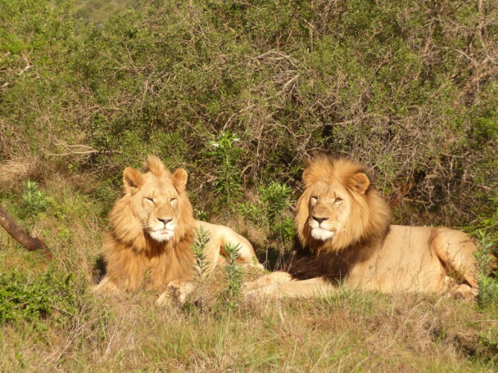 Top 10 Best Safari Camps in Botswana for an Unforgettable Adventure