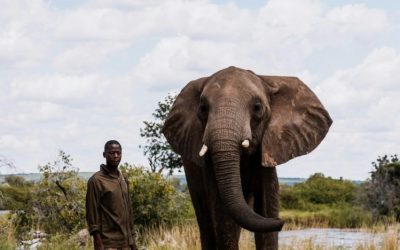 Discover the Ultimate Luxury Experience at Botswana’s Best Safari Lodge
