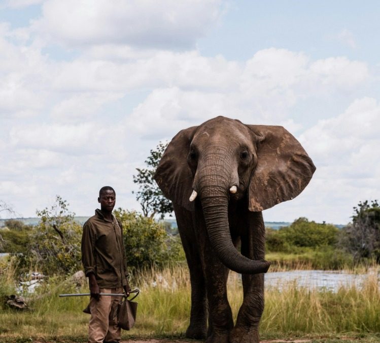Discover the Ultimate Luxury Experience at Botswana’s Best Safari Lodge