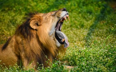 Top 10 Best Safari Lodges in Botswana for an Unforgettable Adventure
