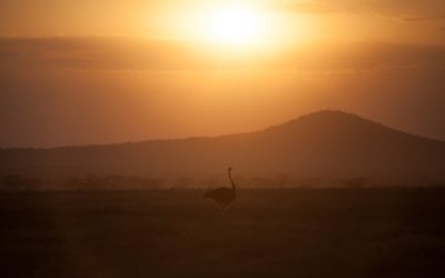 Discover the Ultimate Safari Experience: Best Safari Tanzania Adventures