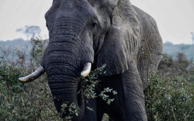 Massive Diamond Discovered in Botswana Could Boost Global Market