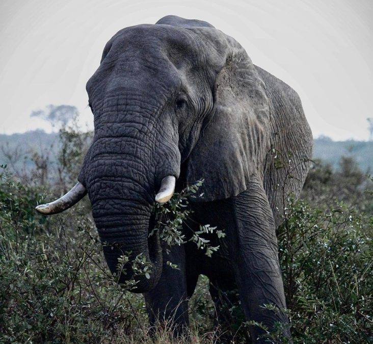 Massive Diamond Discovered in Botswana Could Boost Global Market