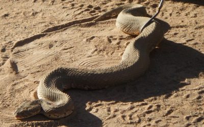 Discover the Wild: Unique Animals of Botswana and Their Habitats
