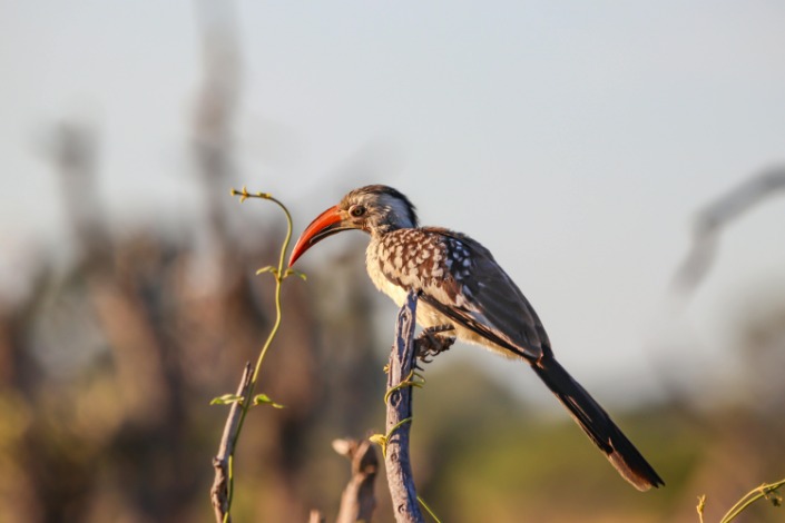Experience the Ultimate Adventure: Botswana’s Best Safari Destinations