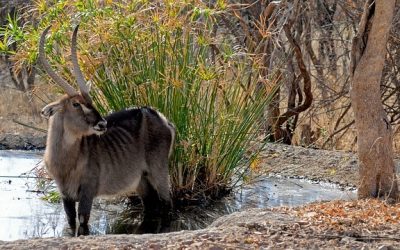 Experience the Ultimate Adventure: Botswana Camp Safari