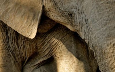 Botswana Chiefs Camp: A Premier Safari Destination for Authentic Wildlife Encounters