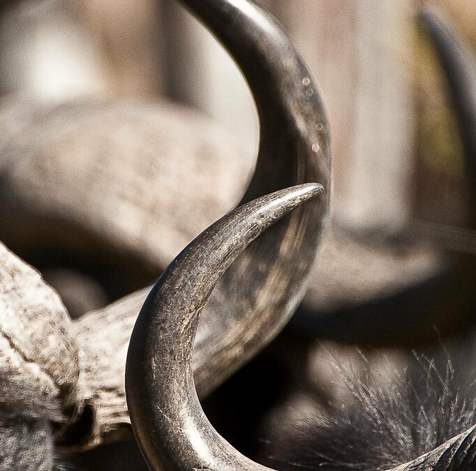 Explore the breathtaking wildlife and scenic beauty of Botswana Delta Safari