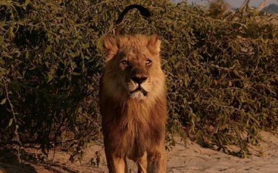 Exploring the Stunning Landscapes of the Botswana Desert