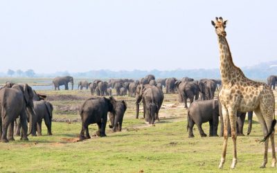 Rising Elephant Population in Botswana Signals Conservation Success