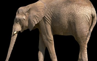 Conservation Triumphs and Ongoing Challenges for Botswana’s Elephant Population