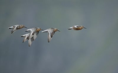 Discover the Best Flights to Botswana for Your Upcoming Adventure