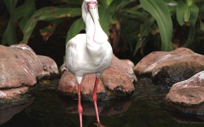 Discover the Rich Flavors of Botswana Food: A Culinary Journey into Botswana’s Traditional Cuisine