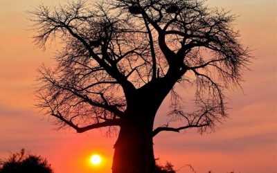 Discover Amazing Botswana Fun Facts You Never Knew