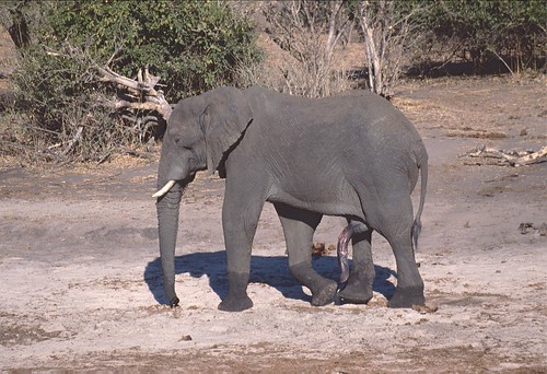 Botswana’s GDP Per Capita Shows Steady Growth Amid Economic Diversification