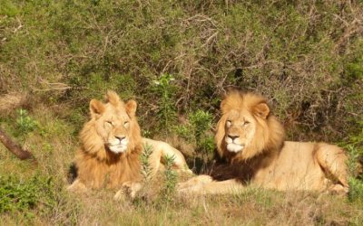 A glimpsed history of Botswana: from ancient hunter-gatherers to modern nation