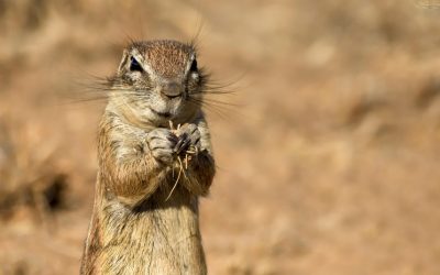 Top 10 Botswana Hotels for an Unforgettable Safari Experience