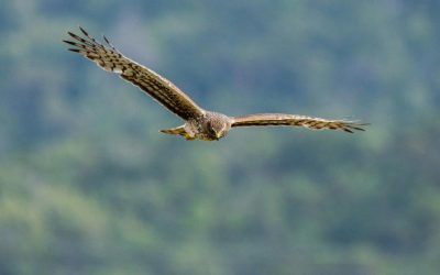 Experience the Thrill of Wildlife Safari Adventures in Botswana Hunting Lands