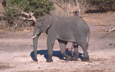 Discover the Rich Culture and Stunning Landscapes of Botswana in Africa