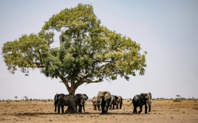 Discover the Untouched Wilderness at Botswana Jao Camp for an Unforgettable Safari Experience