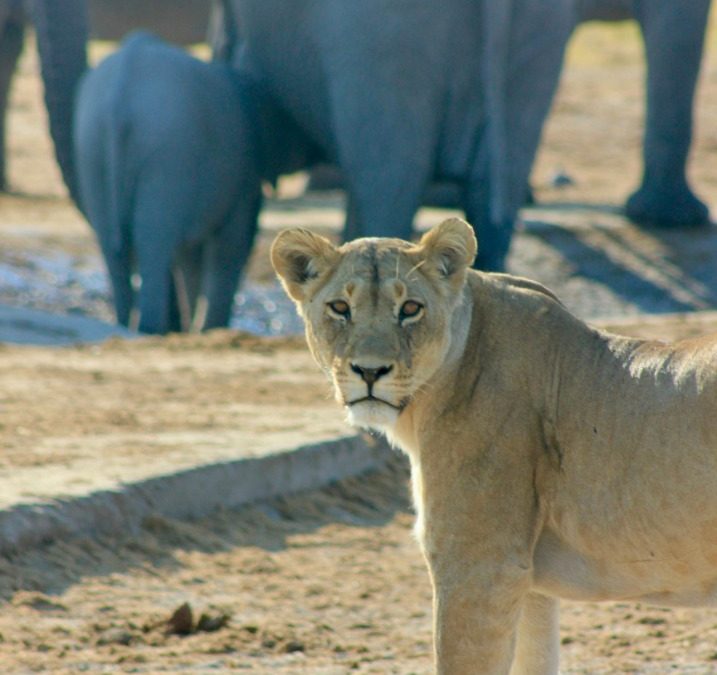 Botswana Lions: Guardians of Africa’s Iconic Wilderness