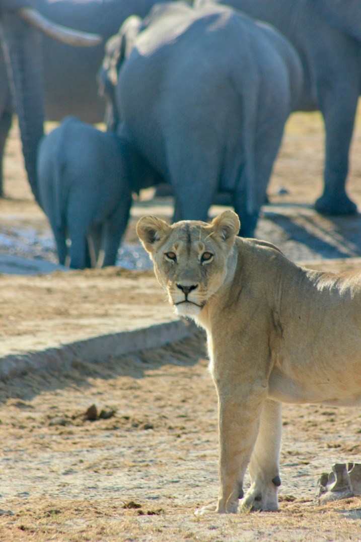 botswana_lions_(6).jpeg