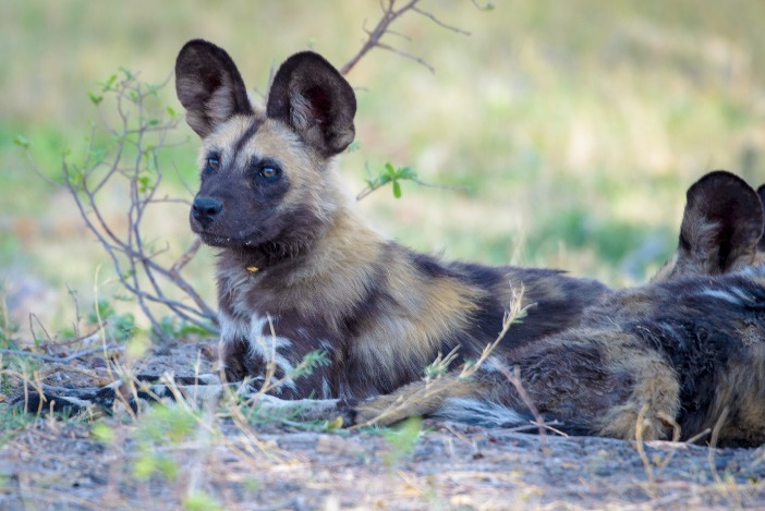 Experience Unmatched Elegance on a Botswana Luxury Safari Adventure
